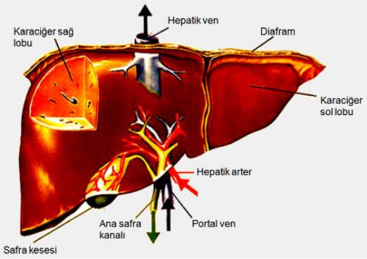 Karaciğer Fibroz ve Sirozu Belirtileri ve Tedavisi