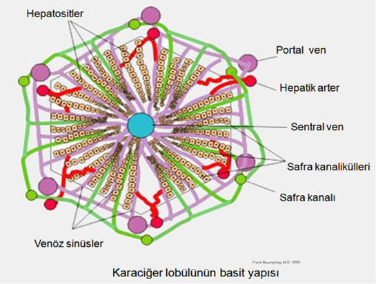 Primer Biliyer Siroz Belirtileri ve Tedavisi
